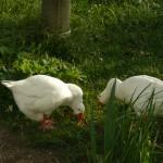 Ce sont des vraies...