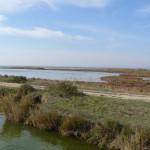 Camargues