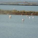 Flamands Roses - Camargues