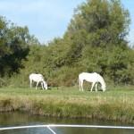 Camargue