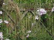 Clématite Balade nous avons photographier dans u...