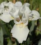 iris low ho silver