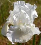 iris immortality