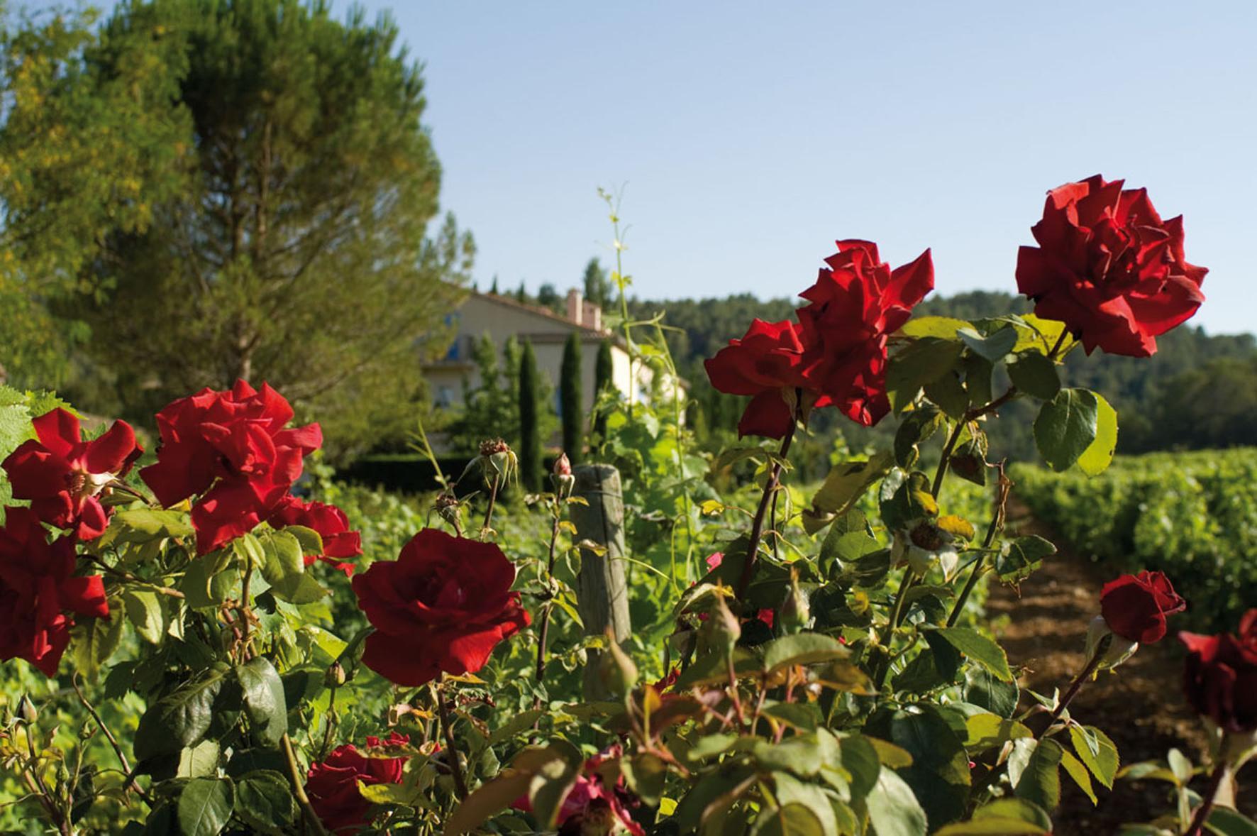Le potager du Château de Berne : L’éducation au goût, aux saveurs méconnues ou oubliées…