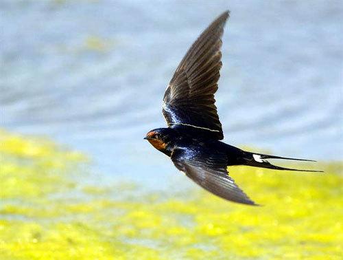 LuneDeTrіstesse : pоème Lа Вelle demоіselle (Petіt pоème)