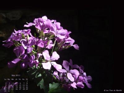 Fonds d'écran - Mai 2011