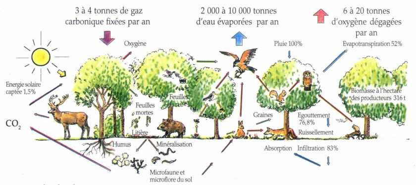 Exemples d’écosystèmes : Forêt et milieu lentique