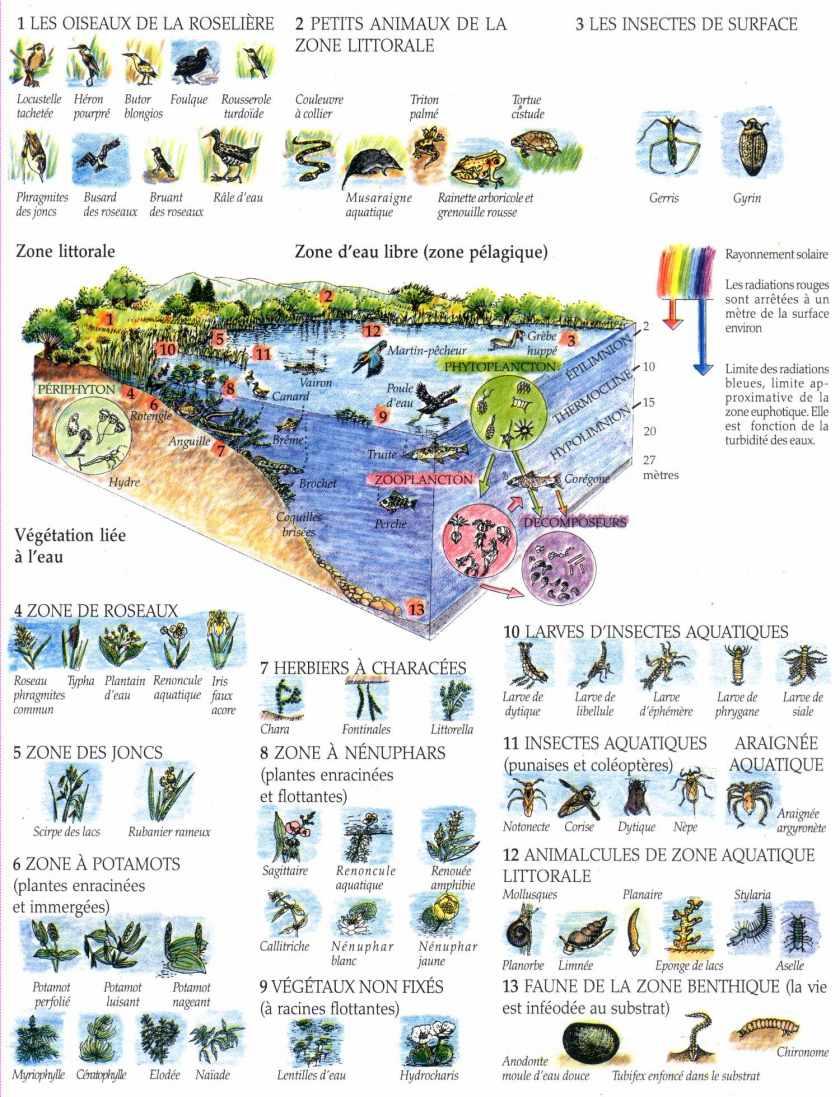 Exemples d’écosystèmes : Forêt et milieu lentique