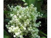 brin muguet