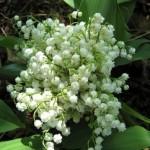muguet