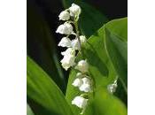 muguet