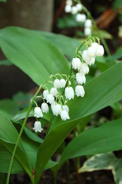 brin de muguet