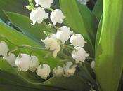 Quelques Brins Bonheur jardin