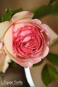 roses de maman (4)