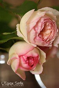 roses de maman (3)