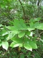 Prochainement Grimoires déménage à Bissey-sous-Cruchaud (71390)