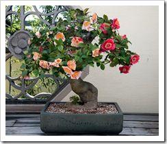 29032011-DSC_0181bis