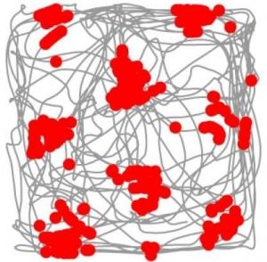 MÉMOIRE SPATIALE: Un véritable “GPS” électrique dans notre cerveau – Science