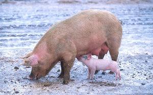 Les porcs et la boue : la meilleure vie possible.