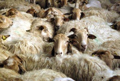 Pays Basque (3) : autochtones ou de passage