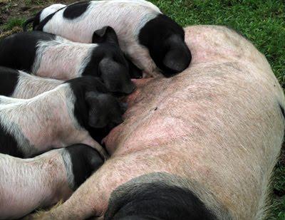 Pays Basque (3) : autochtones ou de passage