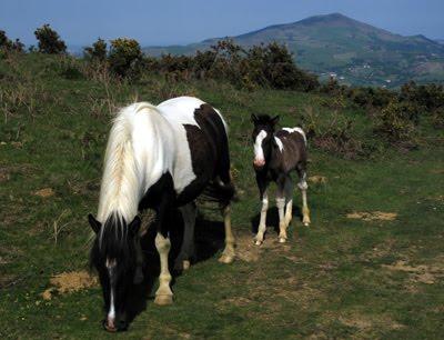 Pays Basque (3) : autochtones ou de passage