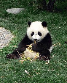 panda bambou par le ninners