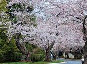 Visite Marie-Bernadette Christian Cherry Blossom Kenwood, samedi avril