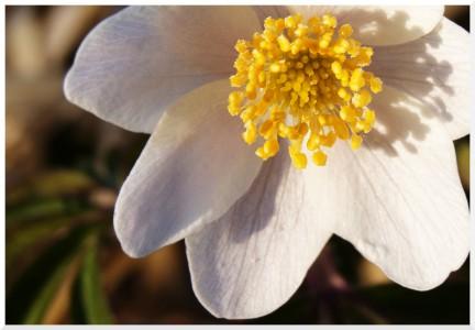 Petite fleur des montagnes