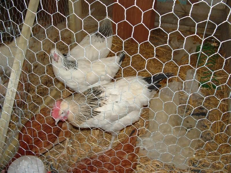 Image hébergée par servimg.com