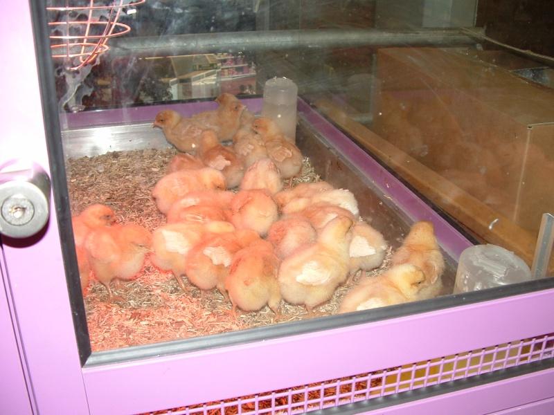 Image hébergée par servimg.com