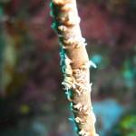 Minuscule crevette (Maratua, Kalimantan Est, Indonésie)