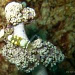 Crevette “casquette de neige” (snowcap shrimp) (Derawan, Kalimantan, Indonésie)