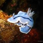 Couple de nudibranches (Kakaban, Kalimantan Est, Indonésie)