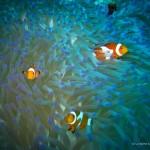 Nos petits poissons-clowns, toujours au rendez-vous (Maratua, Kalimantan Est, Indonésie)