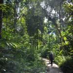 Début du trek (vers Malaris, Kalimantan Sud, Indonésie)