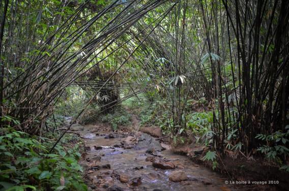 Dans la jungle, ça se complique (Massif du Pegunungan Meratus, Kalimantan Sud, Indonésie)