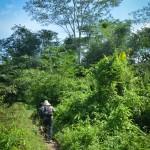 On pénètre doucement dans la jungle (vers Luapangan, Kalimantan Sud, Indonésie)