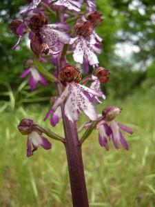 orchidée dans la Campania