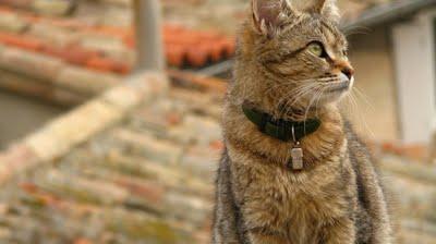 Ma Petite est enceinte !