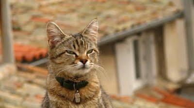 Ma Petite est enceinte !