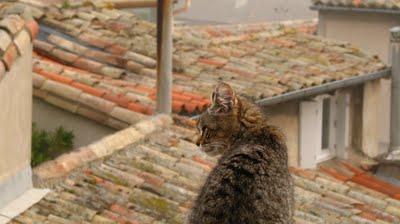 Ma Petite est enceinte !