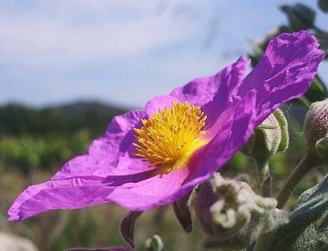 Le Ciste Cotonneux ... CISTUS ALBIDUS CISTE COTONNEUX