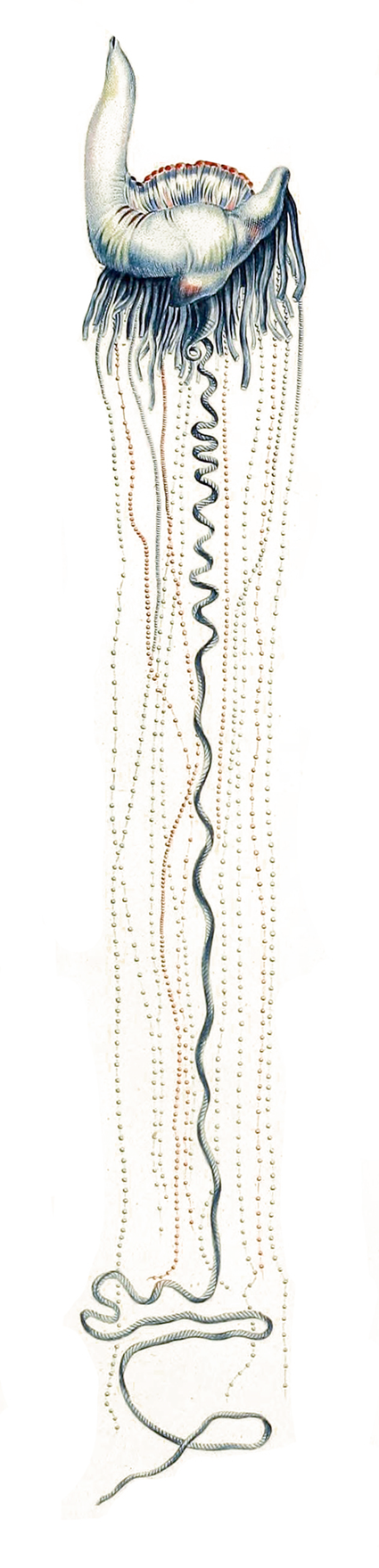 Physalia physalis, décrit par Lesueur dans son Voyage de découvertes aux terres Australes