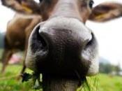 prix viande vont grimper avec ceux matières premières