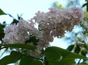 Lilas
