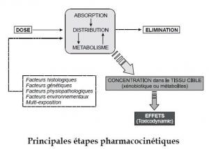 PHTALATES, PARABÈNES et ALKYLPHÉNOLS: L’Assemblée Nationale interdit – Proposition de loi d’Yvan Lachaud