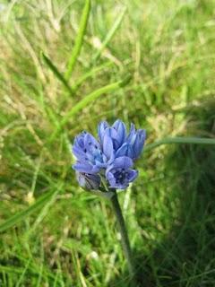 Ouessant - flores et faunes