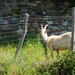 Najac : on l'a trouvé mignonne, alors on l'a prise en photo... faudra s'y habituer sur ce site, on adore les bêtes. P1050513.JPG