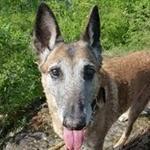 Najac : Zap, même pas fatiguée ! La ballade est pourtant longue et difficile pour elle qui craint les côtes à son âge, mais la motivation est là. Pis, c'est un chien courageux ! P1050474.JPG